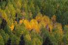 USA, Colorado, Uncompahgre National Forest. Landscape with forest in autumn. Art Print